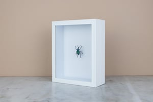 Image of EUPHOLUS MAGNIFICUS