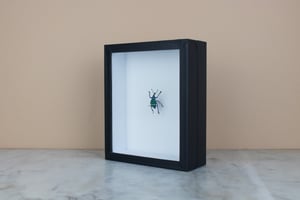 Image of EUPHOLUS MAGNIFICUS