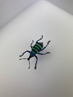 Image of EUPHOLUS MAGNIFICUS