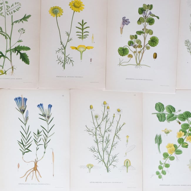 Antique Botanical Prints circa 1916-1926