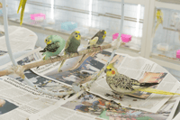 Birds on Newspaper, Farah Al Qasimi, 2020