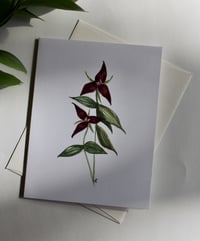 "Trillium Rivale" Card