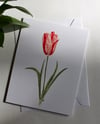 "Pink Tulip" Card