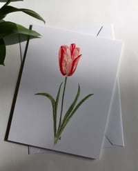 "Pink Tulip" Card