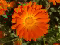 Image 4 of Calendula