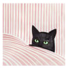 Black cat in sheets