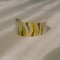 Image of SELVA bracelet