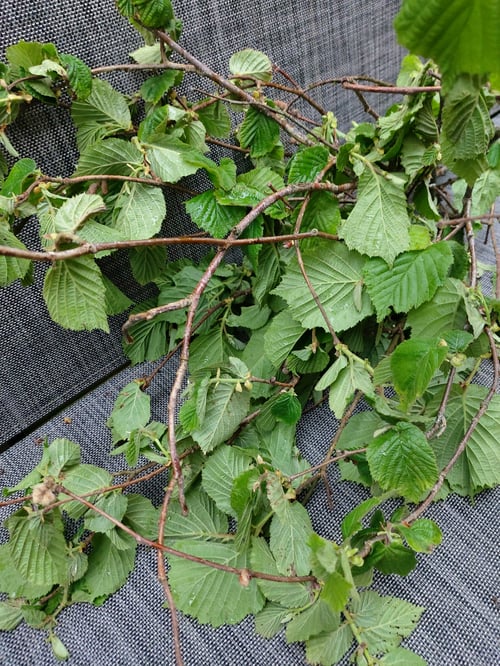 Image of Box of hazel branches and leaves