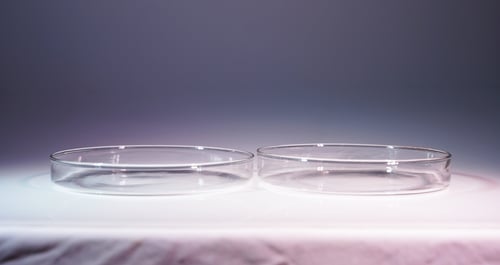 Image of Petri Dish Set - Large7.5" Pair - for Liquid Light Shows
