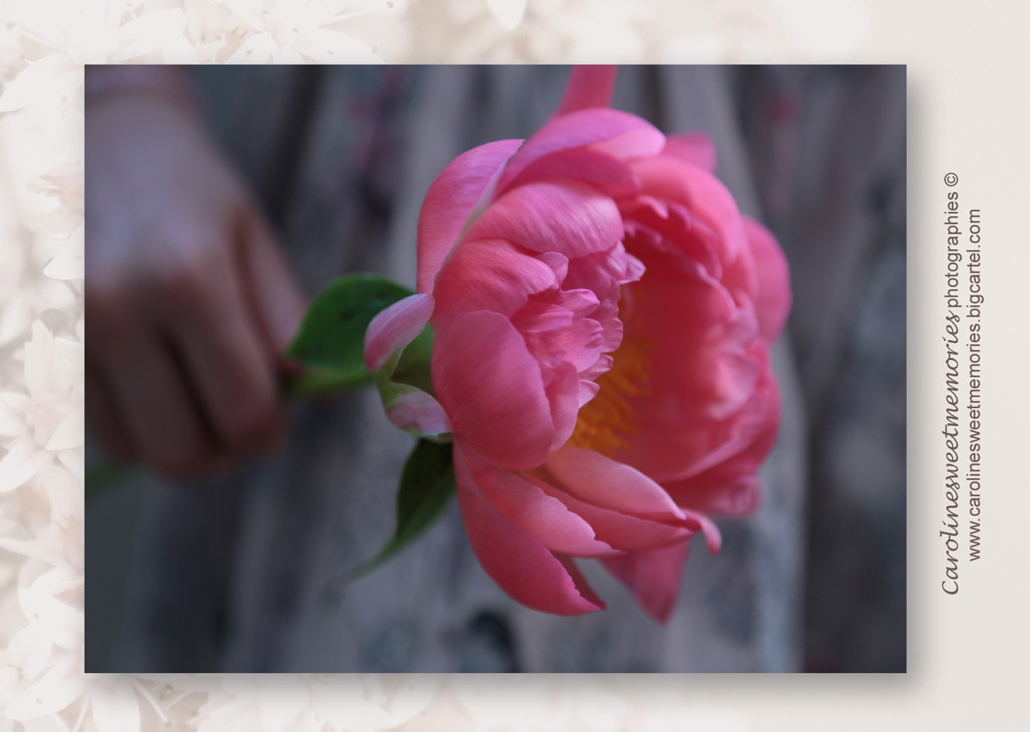 Image of La pivoine rose | carte postale