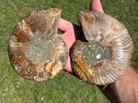 Image 8 of Ammonite Fossil Pair | Madagascar #2907