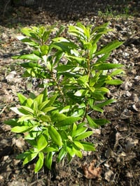 Image 3 of Wax Myrtle : Morella californica 