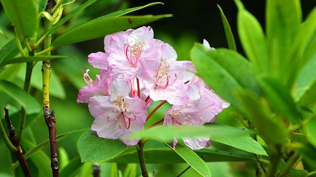 Pacific rhododendron : Rhododendron macrophyllum 