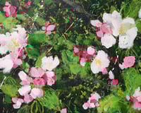Apple Blossom 