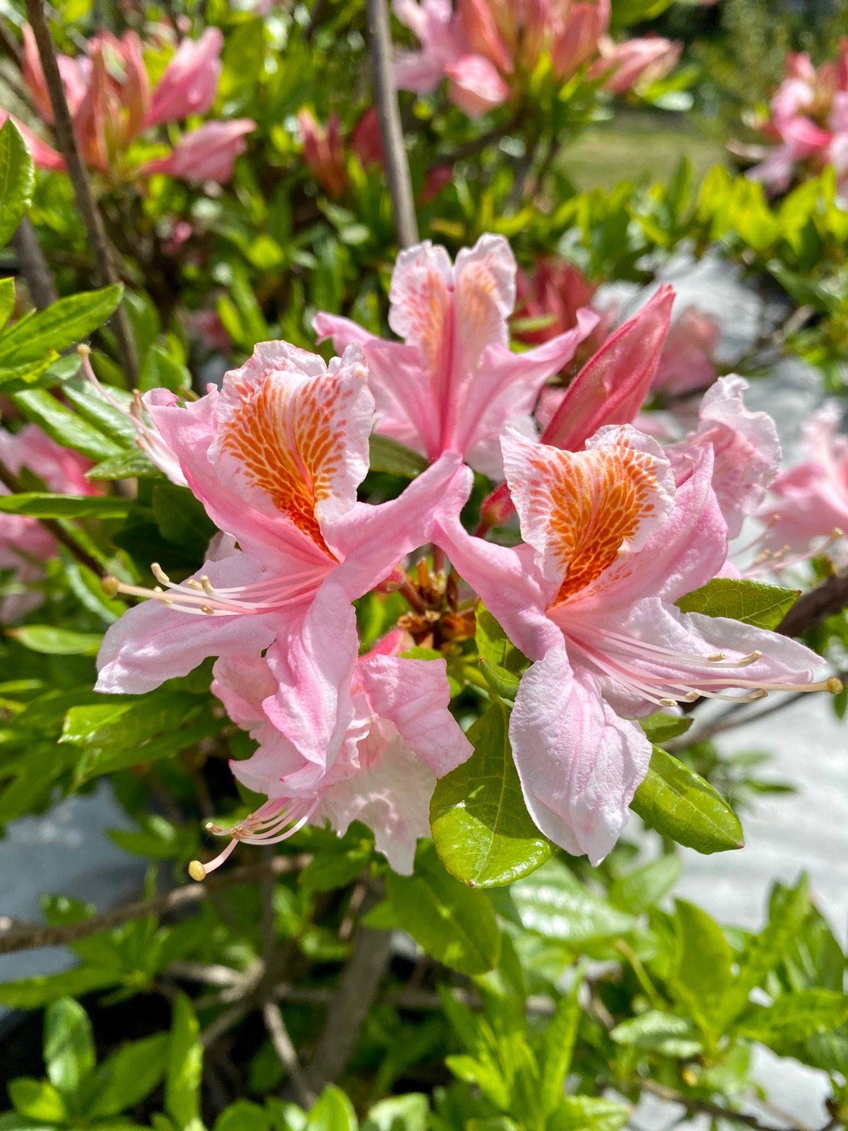 Western azalea : Rhododendron occidentale