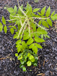 Image 2 of Goatsbeard: Aruncus dioicus