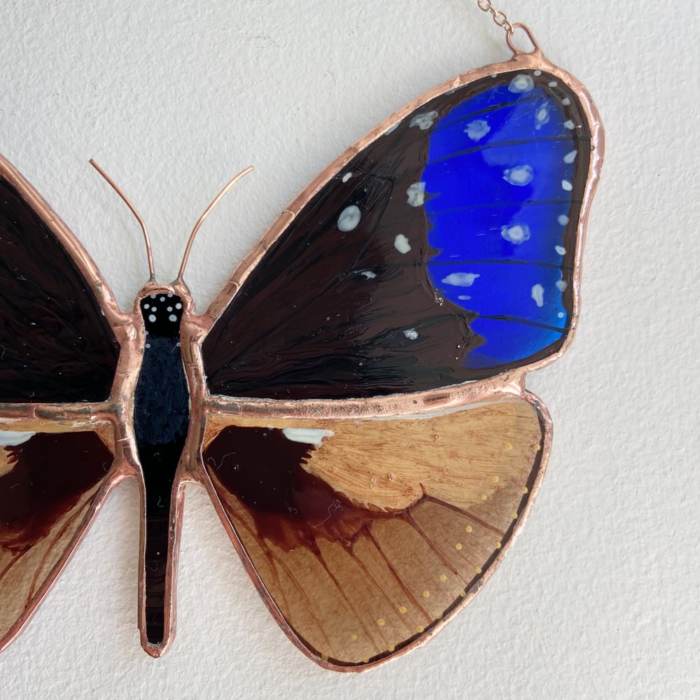 Image of Blue Crow Butterfly