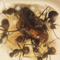 Camponotus Nicobarensis