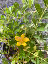 Image 1 of Pacific Silverweed : Argentina pacifica