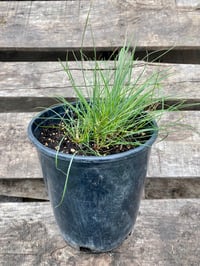 Roemer's fescue : Festuca roemeri