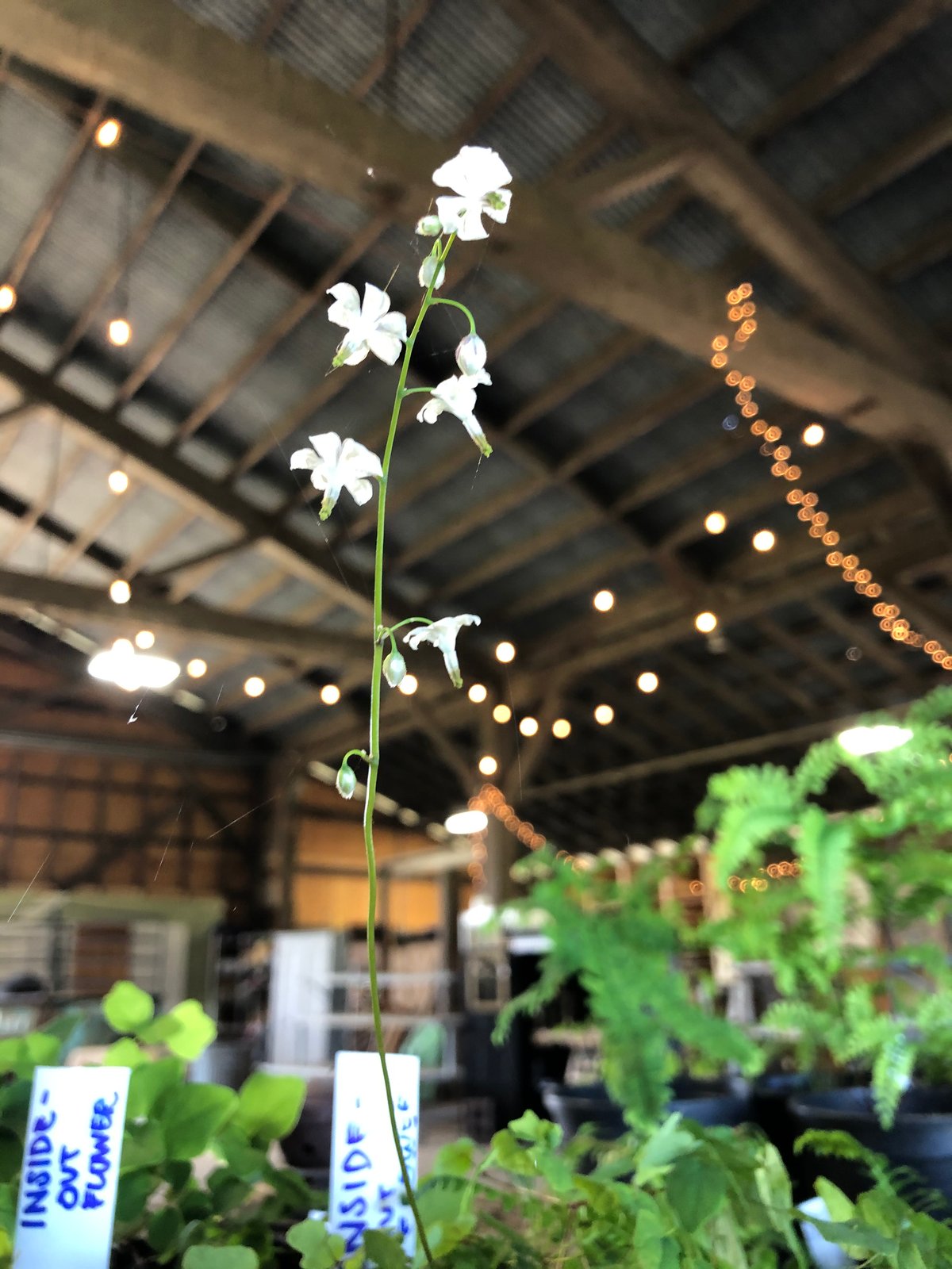 Inside-out Flower : Vancouveria hexandra
