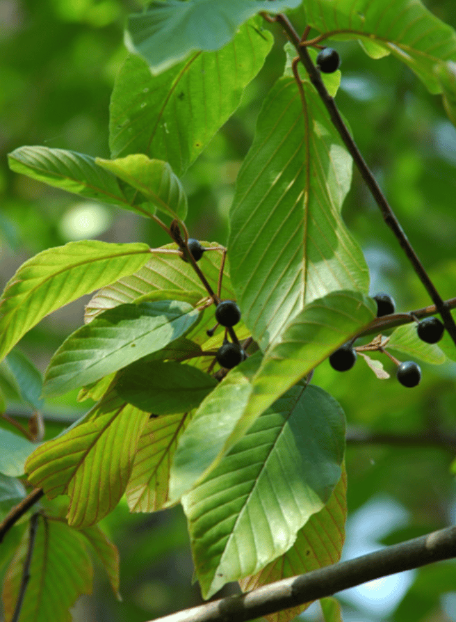 Cascara : Frangula purshiana