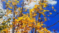 Image 4 of - Blue Skies -