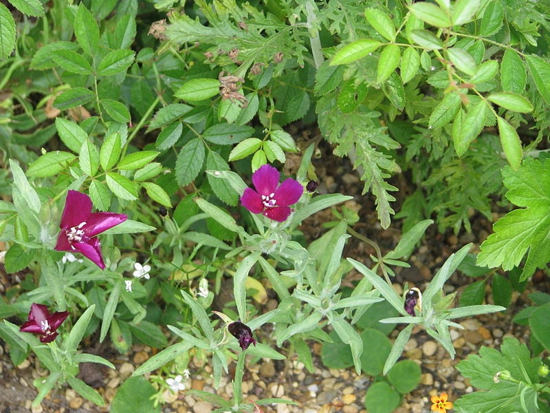 Winecup Clarkia : Clarkia purpurea