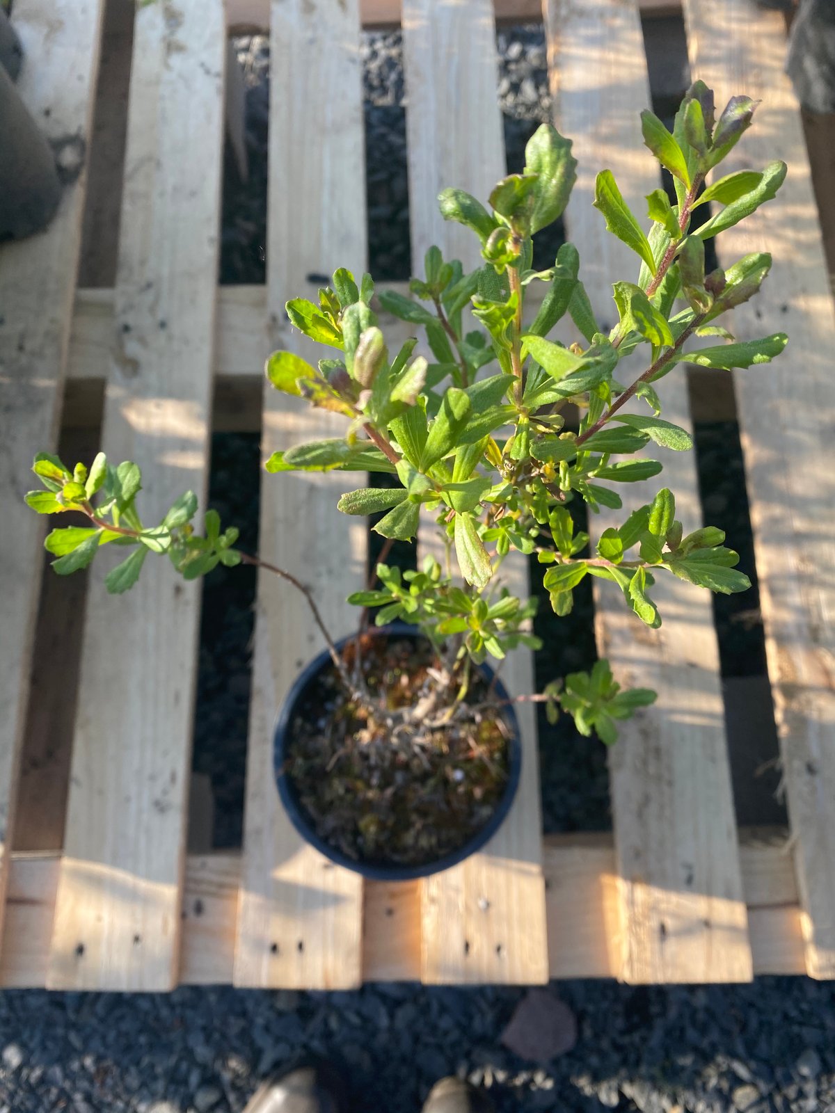 Coyote Bush : Baccharis pilularis