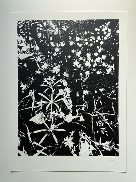 Image of Late Spring #5 (Monochrome)