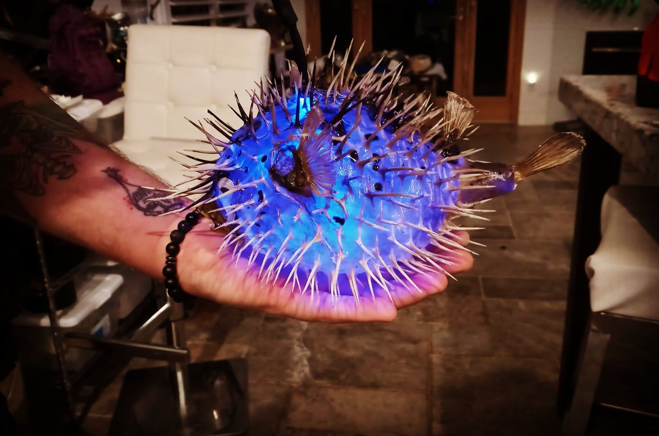 puffer fish lamp