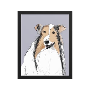 Image of COLLIE