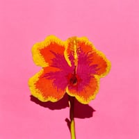 Image 3 of HIBISCUS - Sunset 
