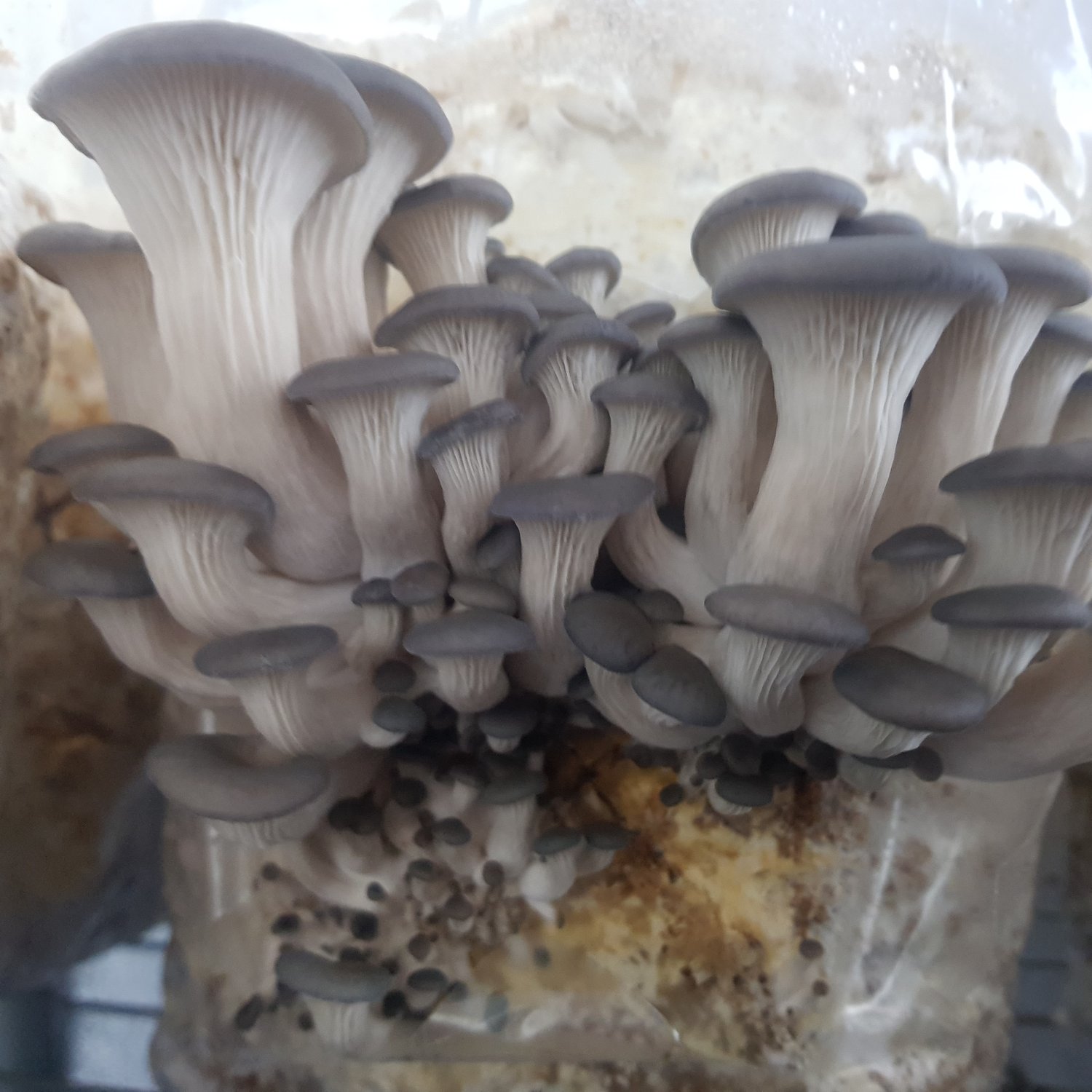 Image of   Grey Oyster Mushroom grow at-home kit 