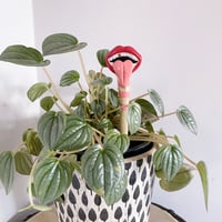 Image 4 of Pot Plant Pals - Red Lips