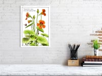 Image 1 of Tropaeolum majus