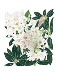 May 2021: Rhododendron