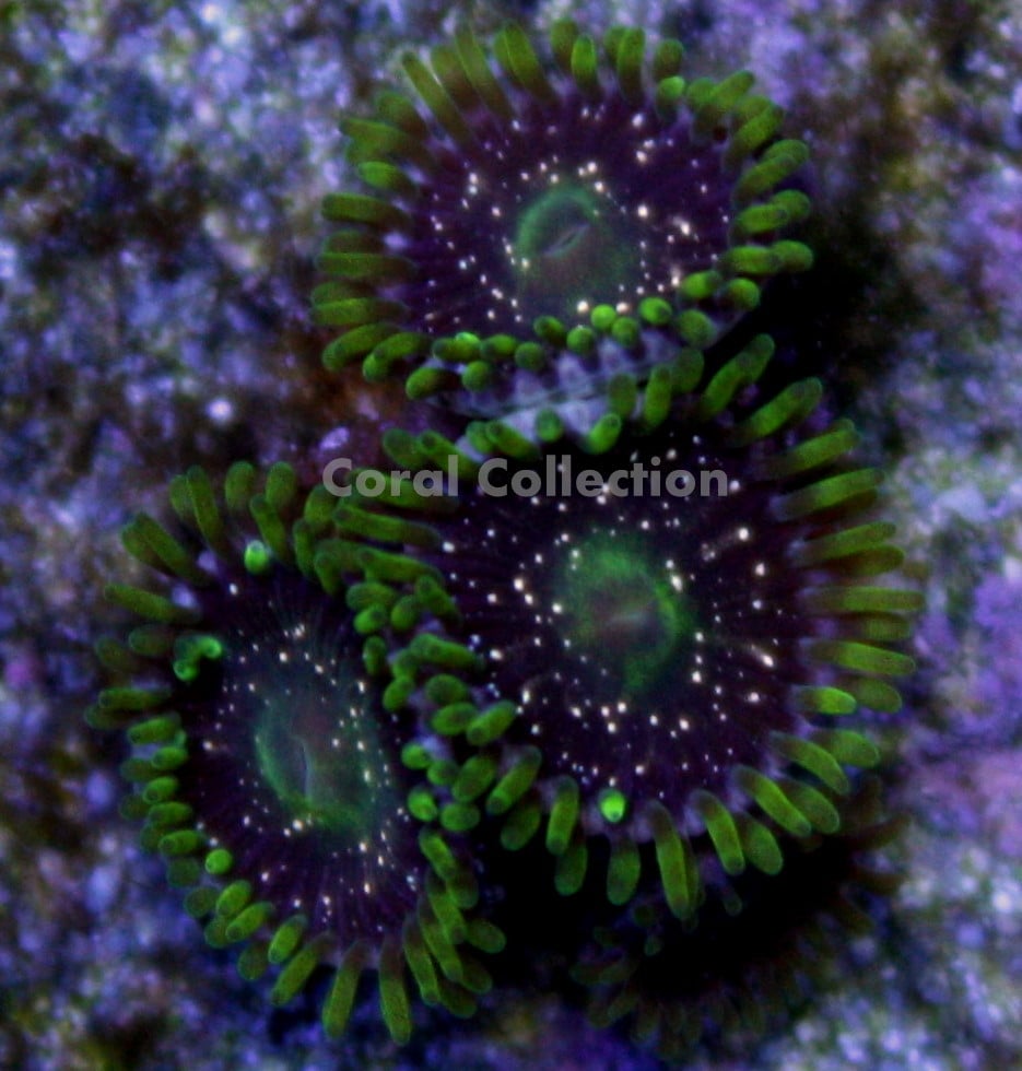 Image of Gold Dust Zoa 