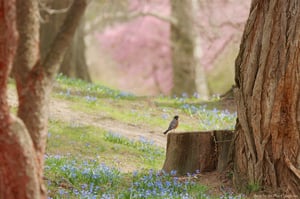 Image of A Springtime Fairytale Digital Background Collection