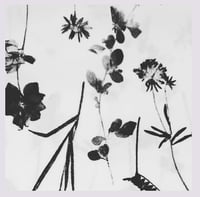 Image 2 of Tissu: a black & white herbarium