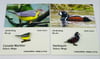 June 2021 UK Birding Pin Releases