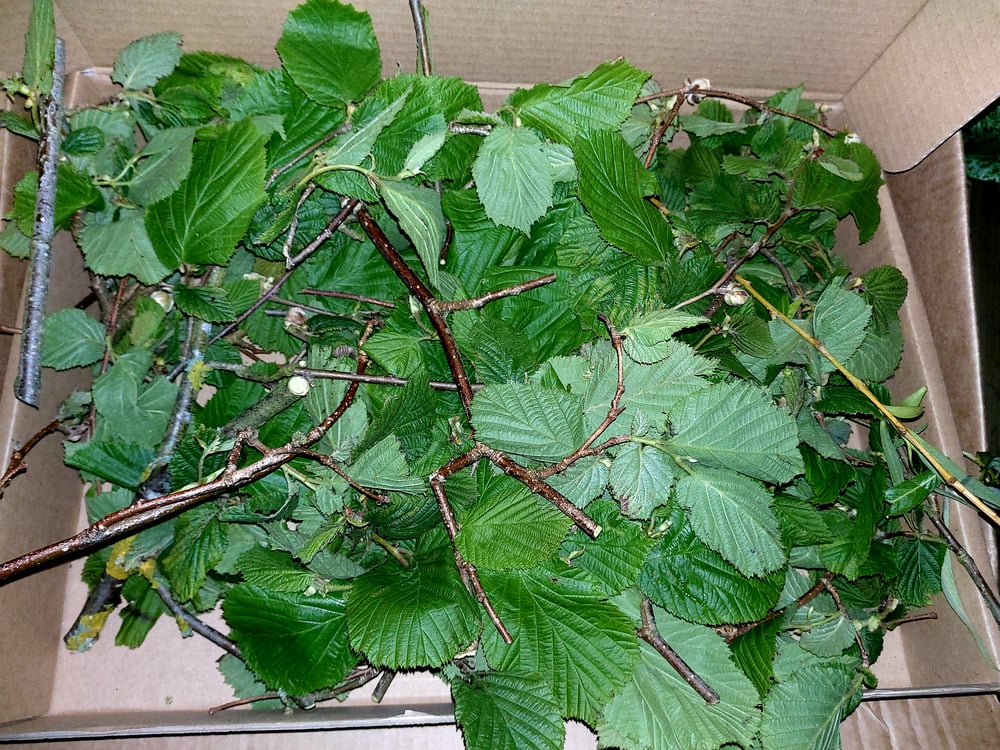 Image of Box of hazel branches and leaves