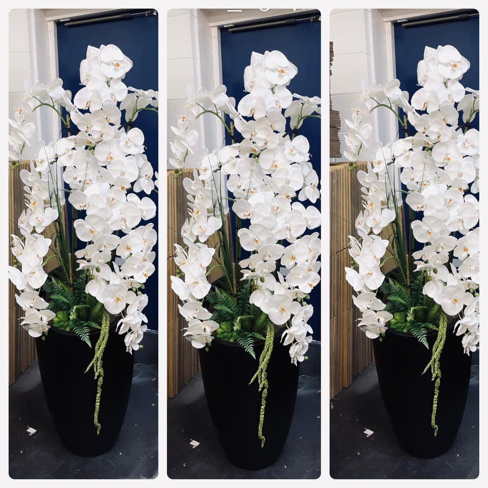 Image of Matt Black XXL floor standing orchid arrangement 