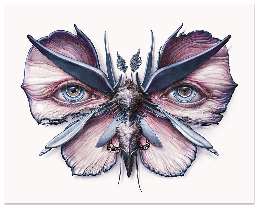Image of Lepidoptera 6 & 7