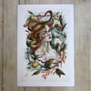 Cliodhna | 14 X 20” Large Print