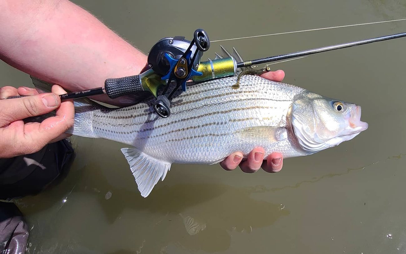 Custom BFS Special Rod Deposit | Fish 365 Custom Rods