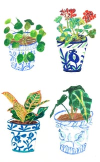 Plant Bundle