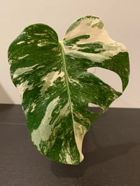Variegated Monstera Albo - single leaf cutting