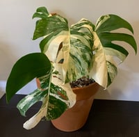 Variegated Monstera Albo XL