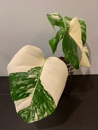 Variegated monstera albo Medium